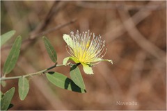 Capparis divaricata